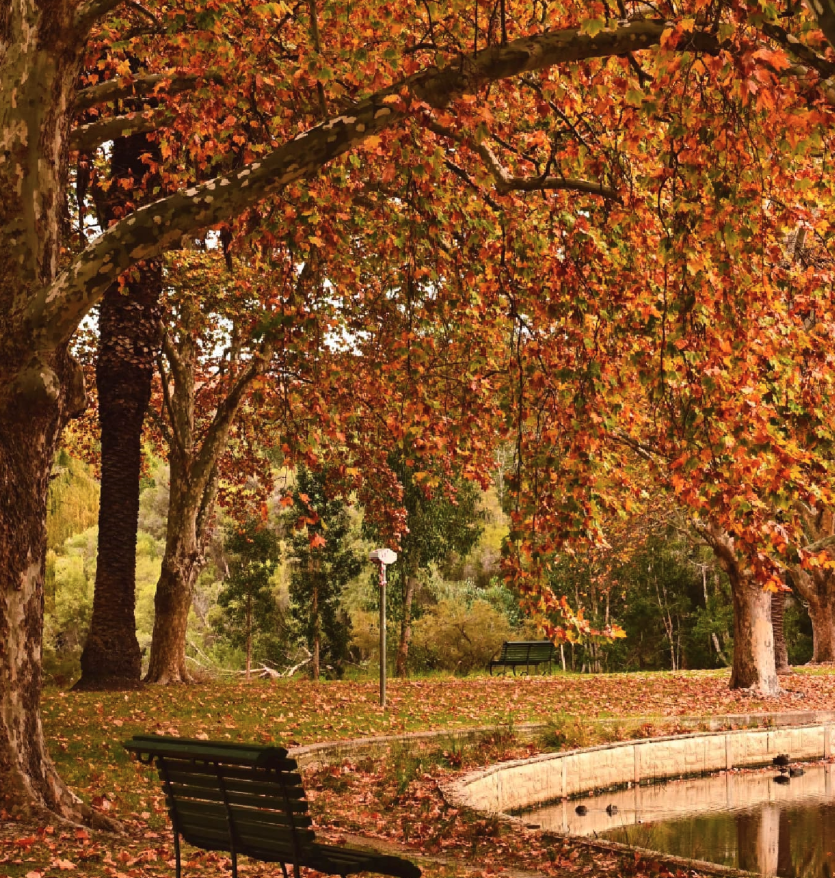 Hyde Park in Autumn