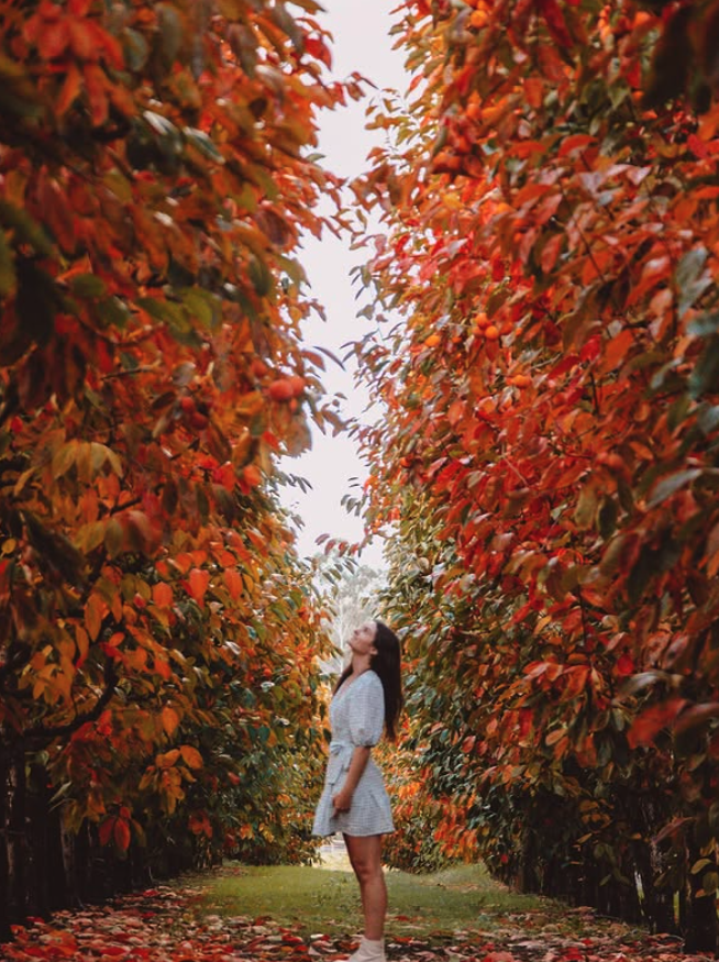 Raeburn Orchards in Autumn