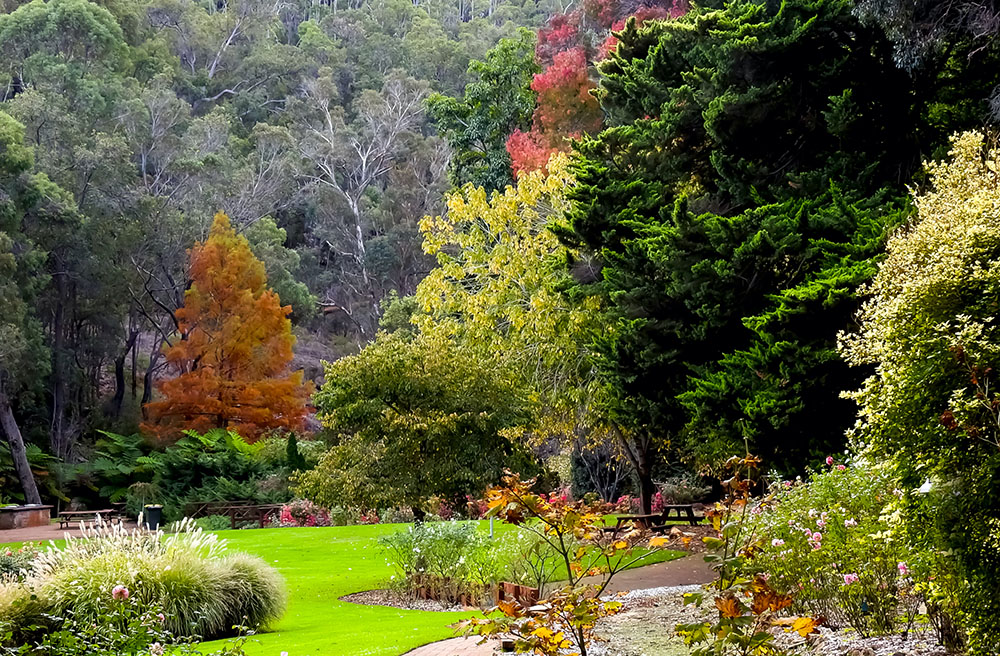 Araluen Botanic Park in Autumn