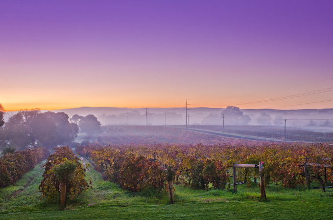 Black Swan Winery in Autumn