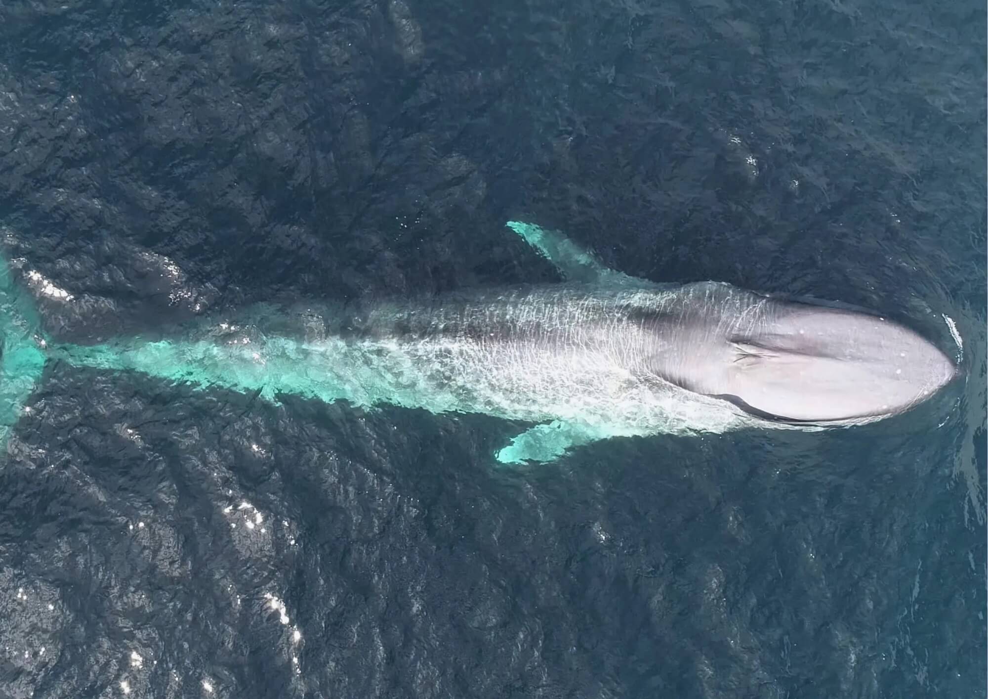 Blue Whale, Perth Canyon