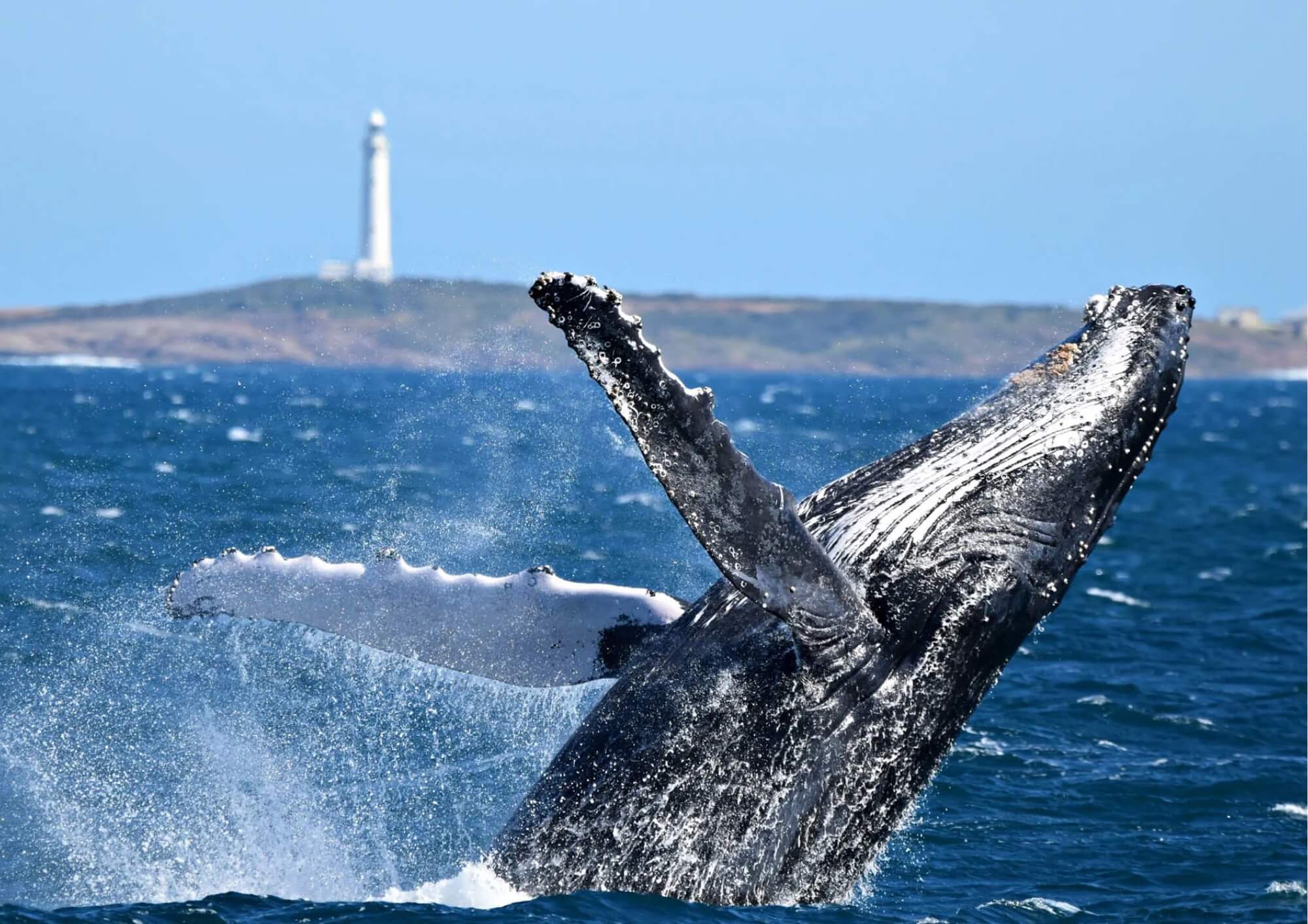 Humpback Whale, Augusta